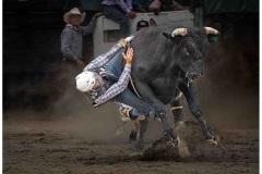 Losing-my-Grip-Lindsay-Muirhead-Commended-Open-B-Grade-PDI-27-Oct-2022