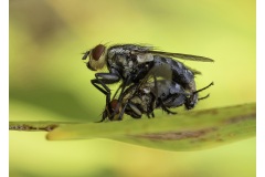 Mating-Flies-Nicole-Andrews-Best-Open-A-Grade-PDI-27-Oct-2022
