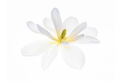 Michelia-Inspiration-Annette-Donald-Highly-Commended-Open-A-Grade-PDI-27-Oct-2022