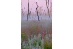 Misty-morning-Kaye-Linsdell-Best-Open-B-Grade-PDI-27-Oct-2022