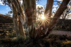 Saltia-Carrie-Simms-Commended-Open-B-Grade-PDI-27-Oct-2022