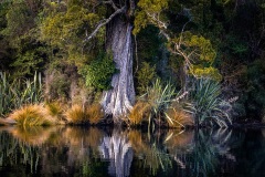 Ancient-Tree-Lindsay-Muirhead-Commended-Open-B-Grade-PDI-26-May-2022