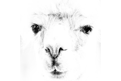 Appaloosa-Richard-Faris-Highly-Commended-Open-A-Grade-PDI-26-May-2022