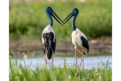 Jabiru-Kyffin-Lewis-Highly-Commended-Open-A-Grade-PDI-26-May-2022