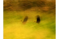 Z50_5125-2birdsin the grass