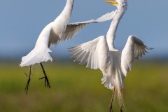 Egret-face-off-Kyffin-Lewis-Best-Open-A-Grade-PDI-28-Apr-2022