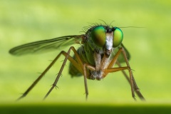 Long-legged-fly-Nicole-Andrews-Highly-Commended-Open-A-Grade-PDI-28-Apr-2022