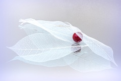 Red-Pearl-Annette-Donald-Highly-Commended-Open-A-Grade-PDI-28-Apr-2022