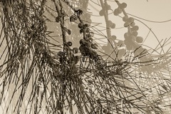 Sheoak-Shadows-Lesley-Bretherton-Best-Set-Subject-A-Grade-PDI-28-Apr-2022