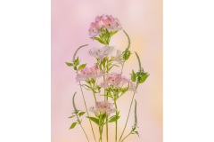 Alstromeria-and-Veronica-Lesley-Bretherton-Commended-Set-Subject-A-Grade-PDI-28-Jul-2022