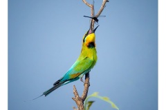 Bee-Eater-Kyffin-Lewis-Commended-Open-A-Grade-PDI-28-Jul-2022