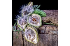 Still Life of Choco's at seed burst