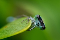 Damselfly-Nicole-Andrews-Best-Open-A-Grade-PDI-28-Jul-2022