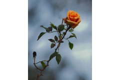 Lonely-Rose-Aziz-Yacoub-Commended-Open-B-Grade-PDI-28-Jul-2022