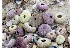 Sea-Urchins-Renate-Parton-Commended-Set-Subject-B-Grade-PDI-28-Jul-2022
