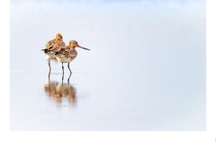 Bar-tailed Godwits - Paul Dodd (Highly Commended - Set Subj A Grade - 28 May 2020 PDI)