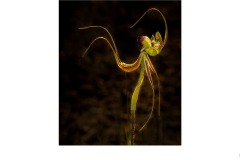 Caladenia falcate No,3 - Tuck Leong (Commended - Set Subj A Grade - 28 May 2020 PDI)