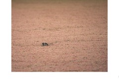 Finding Home - Daryl Groves (Commended - Set Subj A Grade - 28 May 2020 PDI)