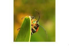 Hanging On - Nicole Andrews (Commended - Open A Grade - 28 May 2020 PDI)