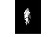 Horse's head - Charles Wyatt (Commended - Set Subj B Grade - 28 May 2020 PDI)