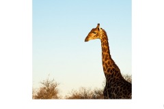 Looking out - David Sherwood (Commended - Set Subj B Grade - 28 May 2020 PDI)