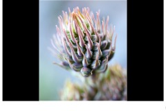 Plant Curves - Antonio Cobucci (Highly Commended - Open B Grade - 28 May 2020 PDI)