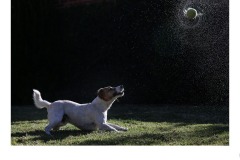 Set Subject - The Flipper for Nipper - Russell Mason (Best - Set Subj B Grade - 28 May 2020 PDI)