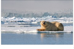 Ursus maritimus - Gary Richardson (Commended - Open A Grade - 28 May 2020 PDI)