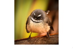 Bird - Robyn Faris (Commended - Open B Grade - 28 Oct 2021 PDI)