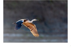 Flying down the Cooper - Gary Richardson (Commended - Open A Grade - 28 Oct 2021 PDI)