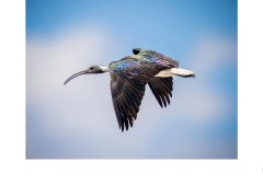 Ibis in Flight  - Kyffin Lewis (Commended - Open A Grade - 28 Oct 2021 PDI)