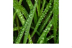 Rain on grass - Harry Clarke (Commended - Set Subj B Grade - 28 Oct 2021 PDI)