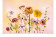 Ranunculus and Wattle - Lesley Bretherton (Best - Open A Grade - 28 Oct 2021 PDI)