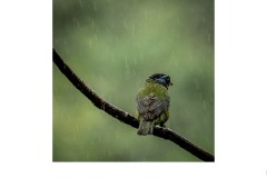 Sitting in the rain - Annette Donald (Highly Commended - Set Subj A Grade - 28 Oct 2021 PDI)