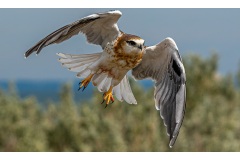 Black-shouldered-Kite-Russell-Spence-Commended-Open-B-Grade-Print-08-Sep-2022