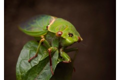 Green-Grocer-Cicada-Nicole-Andrews-Commended-Open-A-Grade-Print-08-Sep-2022