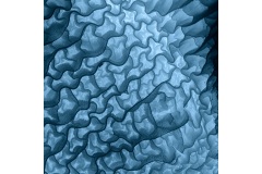 Rhapsody-in-Blue-Richard-Faris-Commended-Open-A-Grade-Print-08-Sep-2022
