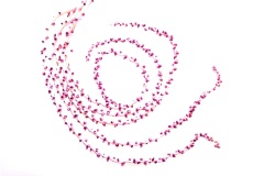 Spiral-buds-Kaye-Linsdell-Best-Set-Subject-B-Grade-Print-08-Sep-2022