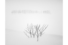Winter-Flowers-Lesley-Bretherton-Commended-Set-Subject-A-Grade-Print-08-Sep-2022