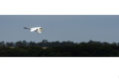 Streamline - Elizabeth Jackson (Commended - Open B Grade - 9 Apr 2020 PDI)