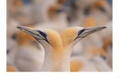 Together - Nicole Andrews (Commended - Open A Grade - 9 Apr 2020 PDI)