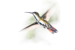 Rainbow tailed hummingbird - Annette Donald (Highly Commended - Open A Grade - 9 Apr 2020 PDI)