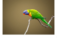 Rainbow Lorikeet - Ruth Woodrow (Best - Open A Grade - 9 Apr 2020 PDI)
