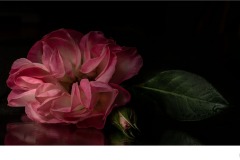 In The Garden - Suzanne Martin (Commended - Open A Grade - 9 Apr 2020 PDI)