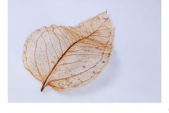 Leaf Skeleton - Ruth Woodrow (Commended - Set Subj A Grade - 9 Apr 2020 PDI)