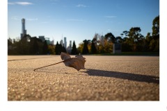 Autumn - Elizabeth Jackson (Commended - Set Subj B Grade - 09 Jul 2020 PDI)