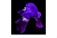 Bearded iris - Alan Donald (Highly Commended - Open A Grade - 09 Jul 2020 PDI)