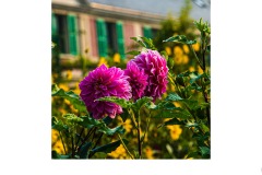 Claude - David Sherwood (Commended - Set Subj B Grade - 09 Jul 2020 PDI)