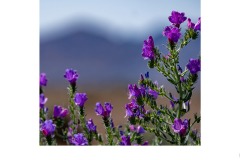 Curse - Kaye Linsdell (Highly Commended - Set Subj B Grade - 09 Jul 2020 PDI)