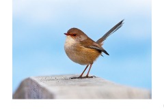 FemaleWren - John Parkinson (Highly Commended - Set Subj A Grade - 09 Jul 2020 PDI)